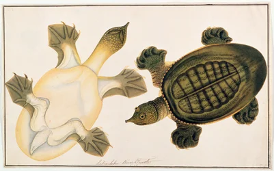Flussschildkröte, Labie Labu, aus Zeichnungen von Tieren, Insekten und Reptilien aus Malakka, ca. 1805-18